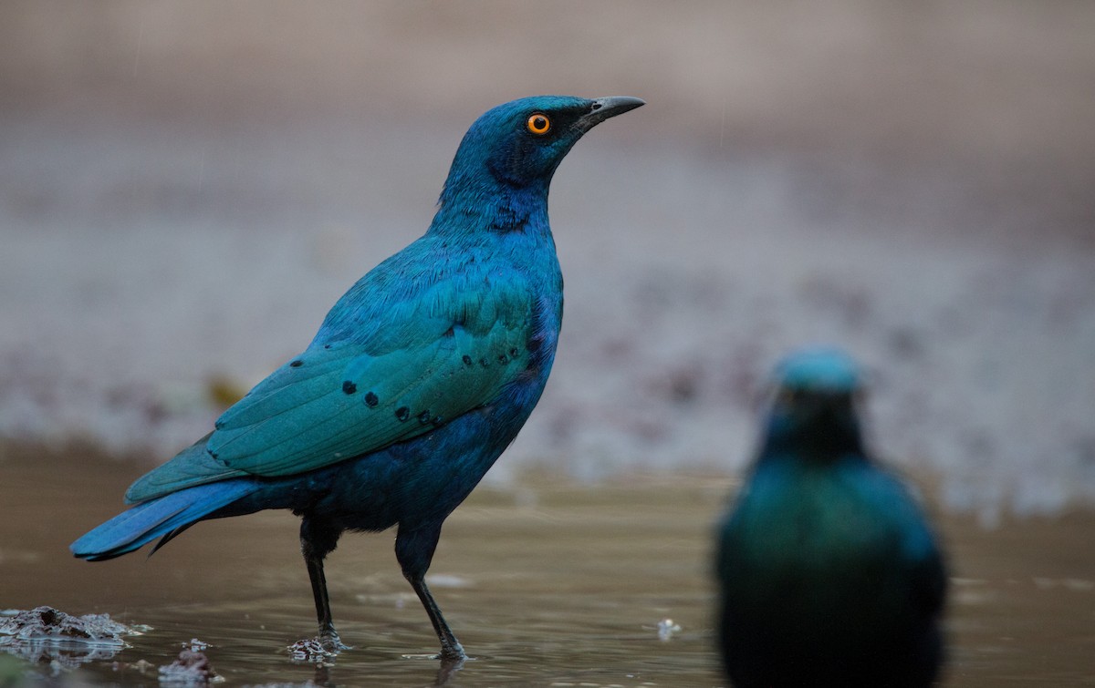 Greater Blue-eared Starling - ML33868931