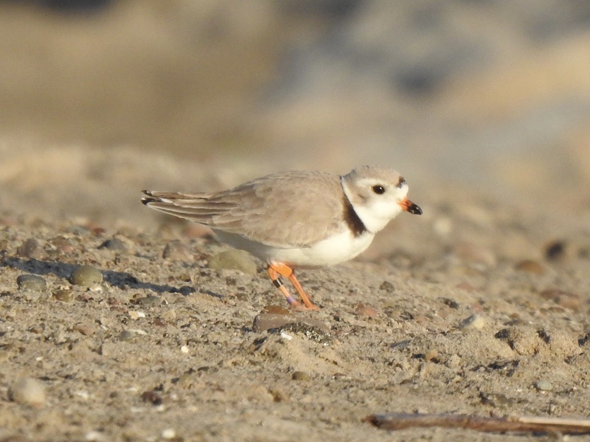 Piping Plover - Mitchell Barry