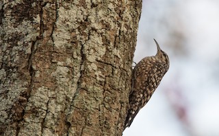  - African Spotted Creeper