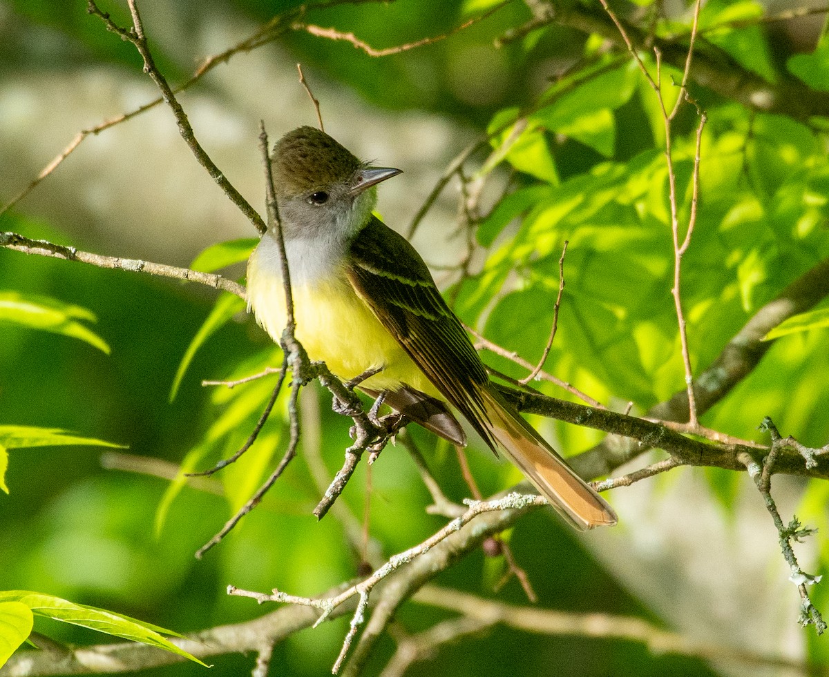 Great Crested Flycatcher - ML338691251