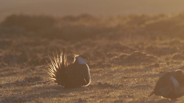 Greater Sage-Grouse - ML338694781