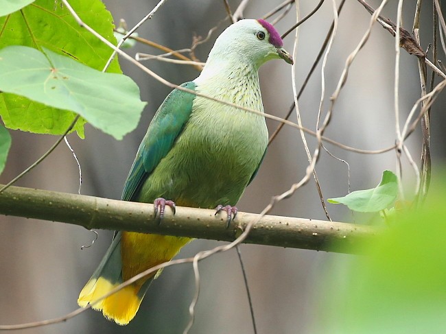 コスラエヒメアオバト Ebird