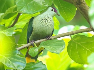  - Kosrae Fruit-Dove