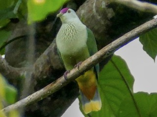  - Kosrae Fruit-Dove