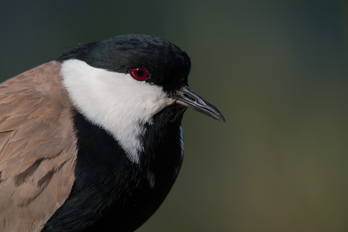 Spur-winged Lapwing - ML33869691