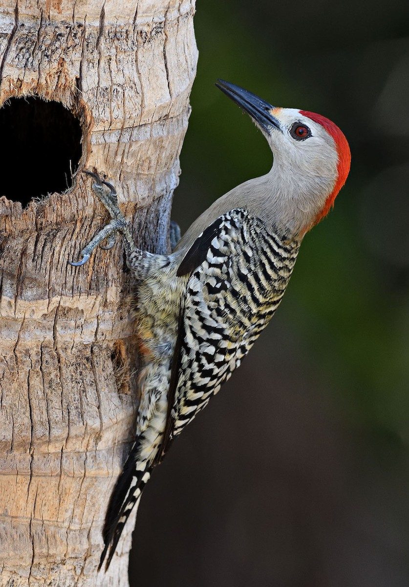 West Indian Woodpecker - ML338697391