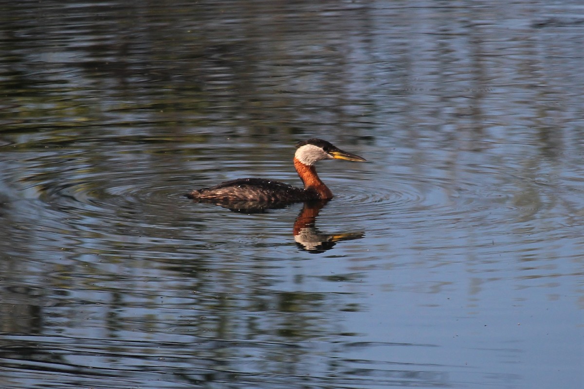 Red-necked Grebe - ML338698211