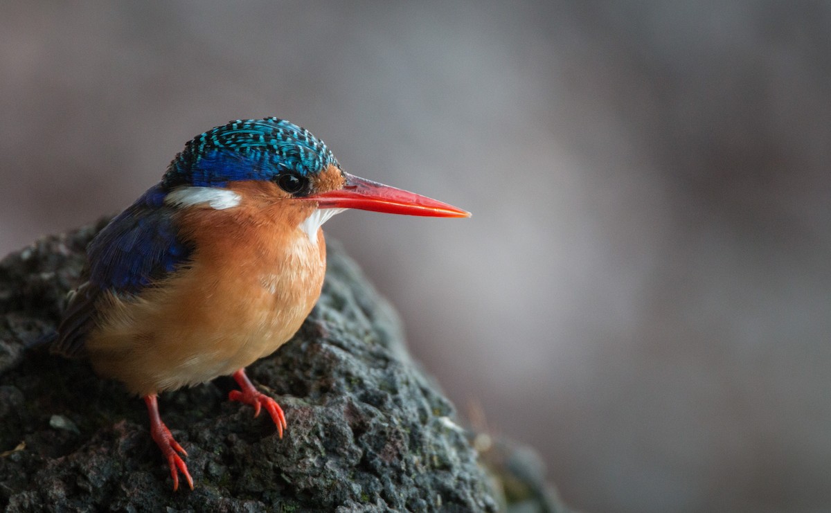 Malachite Kingfisher - Ian Davies