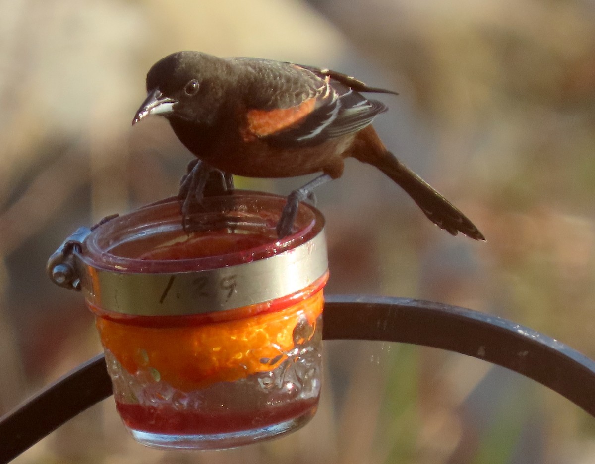 Orchard Oriole - ML338701191