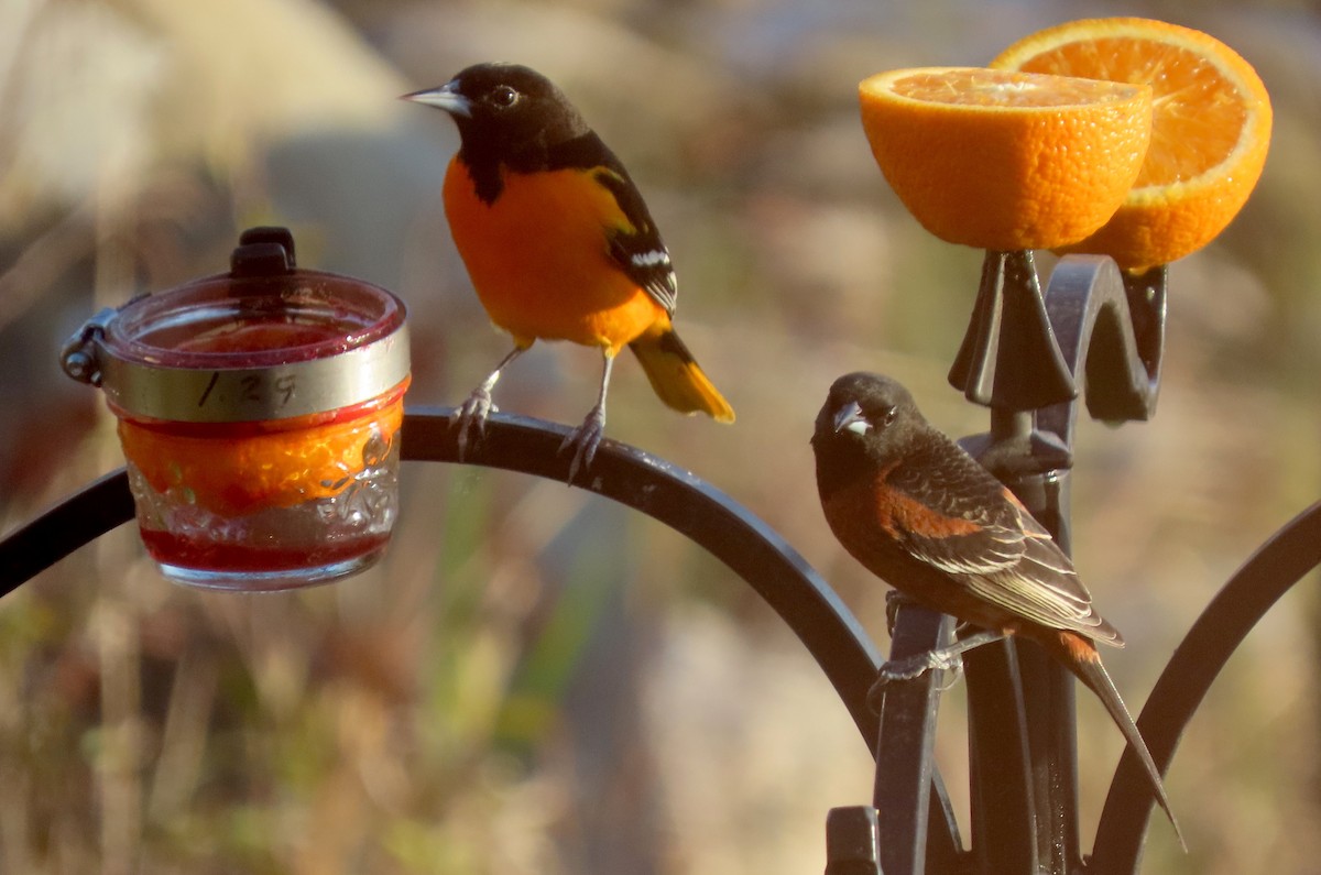 Orchard Oriole - ML338701231