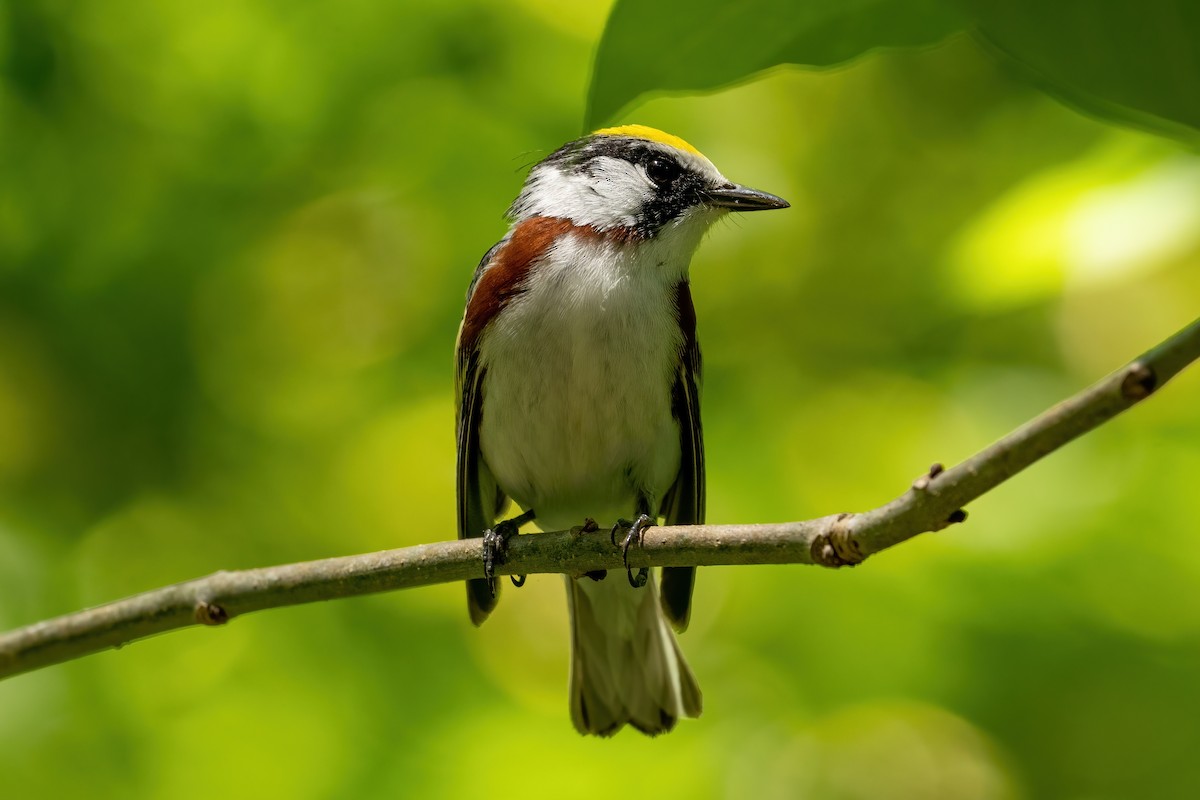 Chestnut-sided Warbler - Alicia Ambers