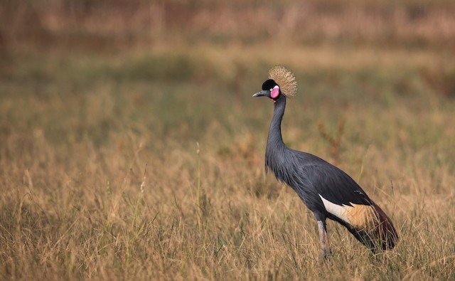 Gray Crowned-Crane - eBird