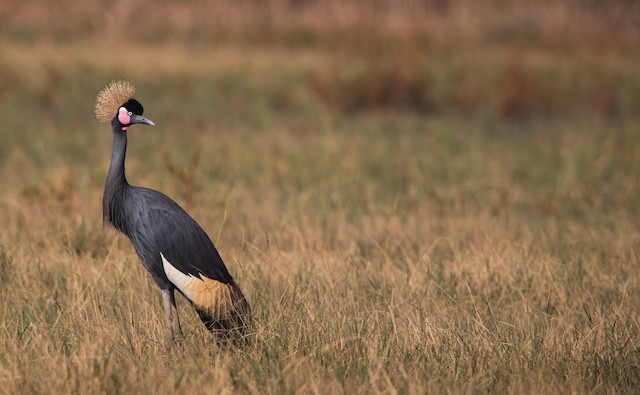 Red-crowned Crane - eBird