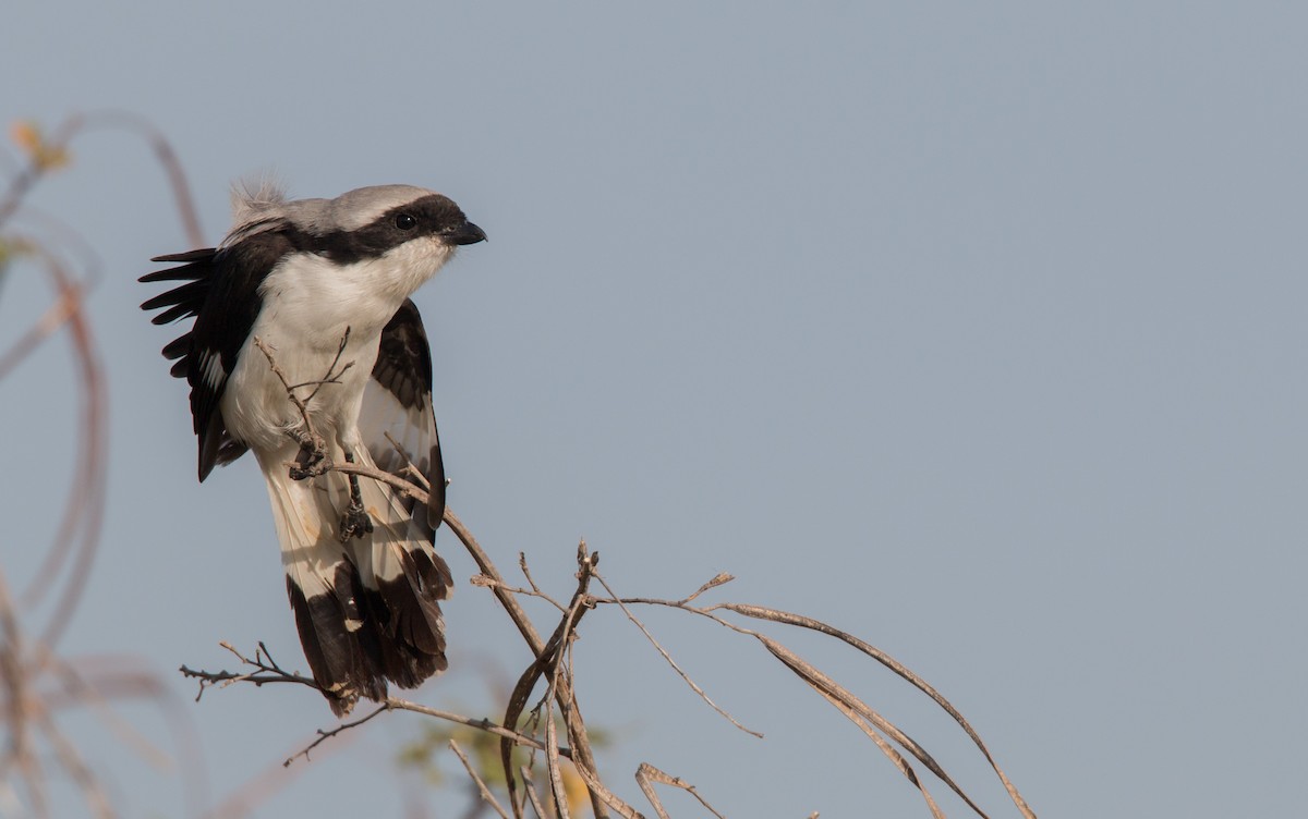 Gray-backed Fiscal - ML33870791