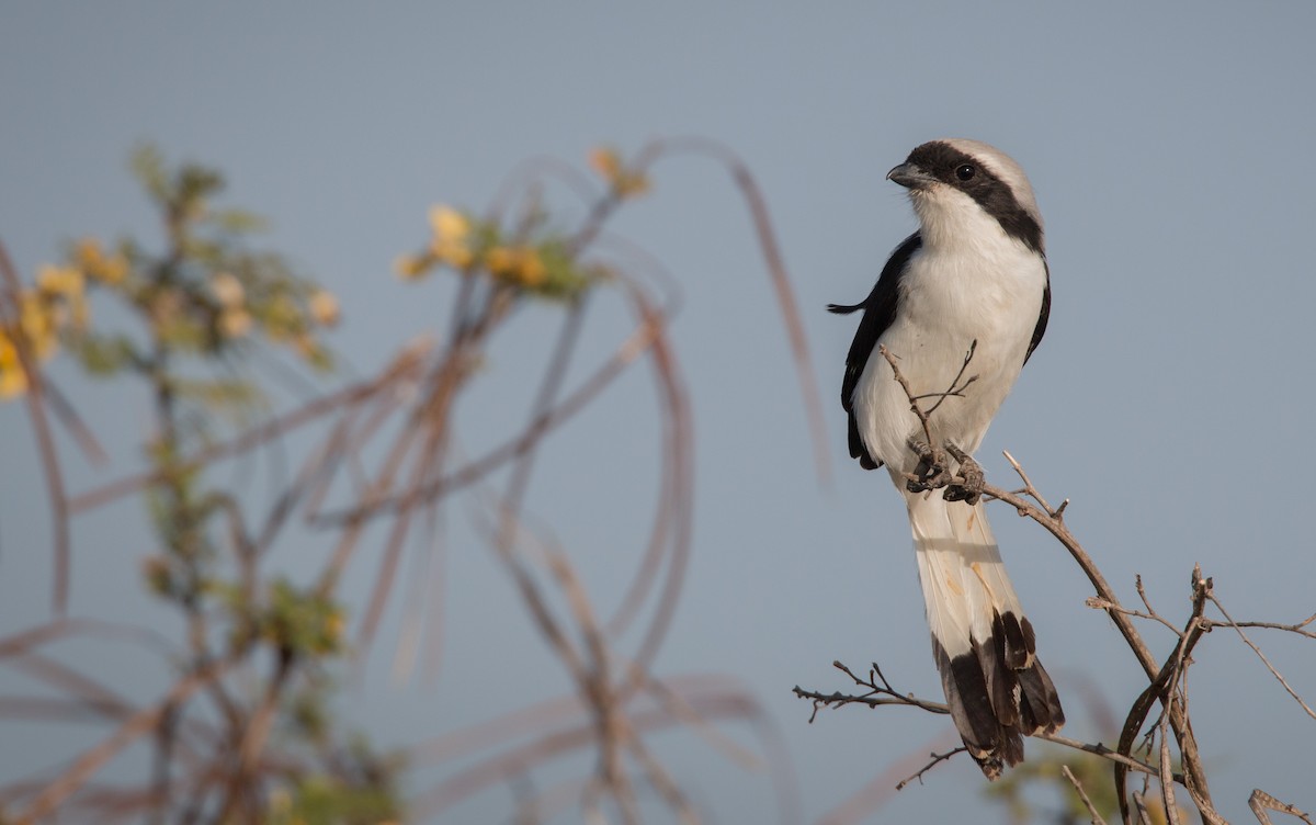Gray-backed Fiscal - ML33870801