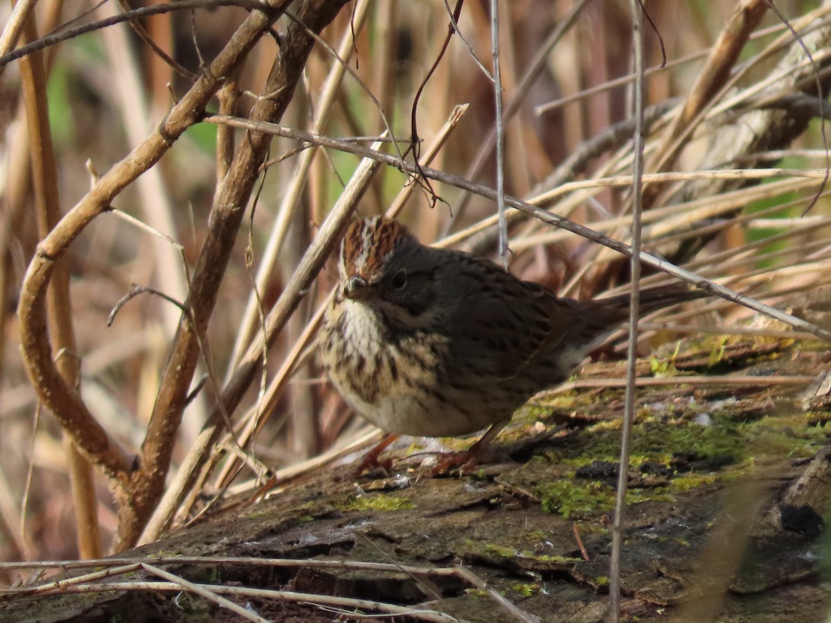Lincoln's Sparrow - Maia Ginsburg