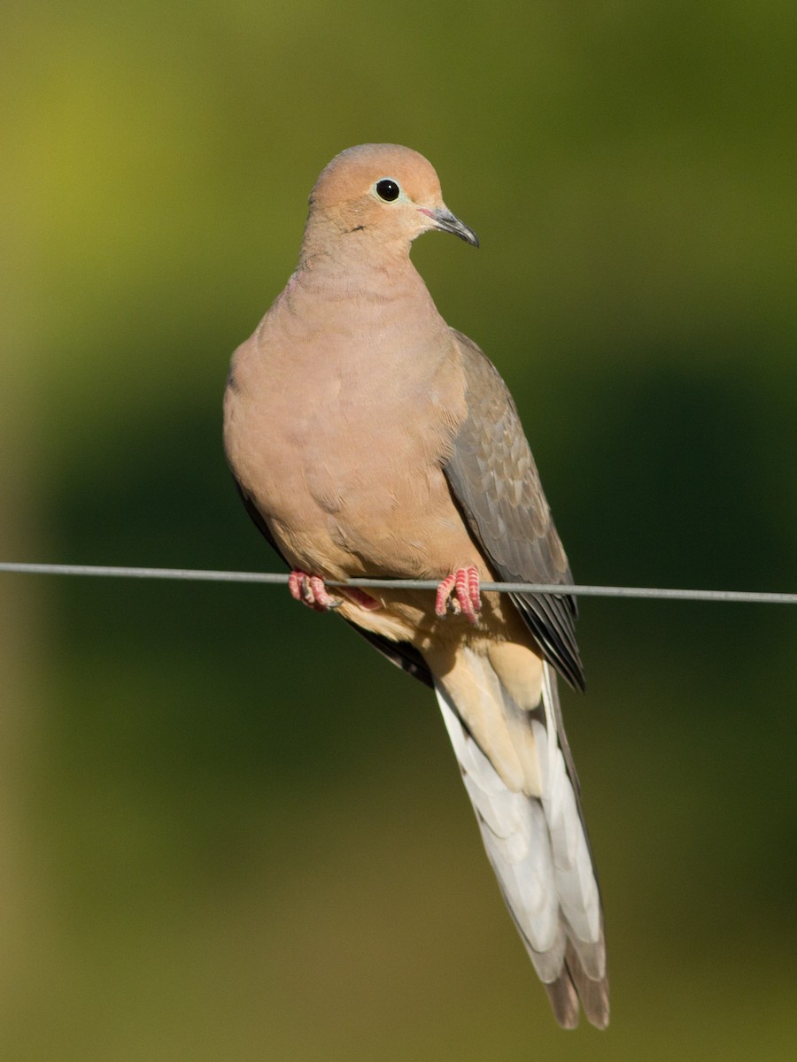 Mourning Dove - Lucas Bobay