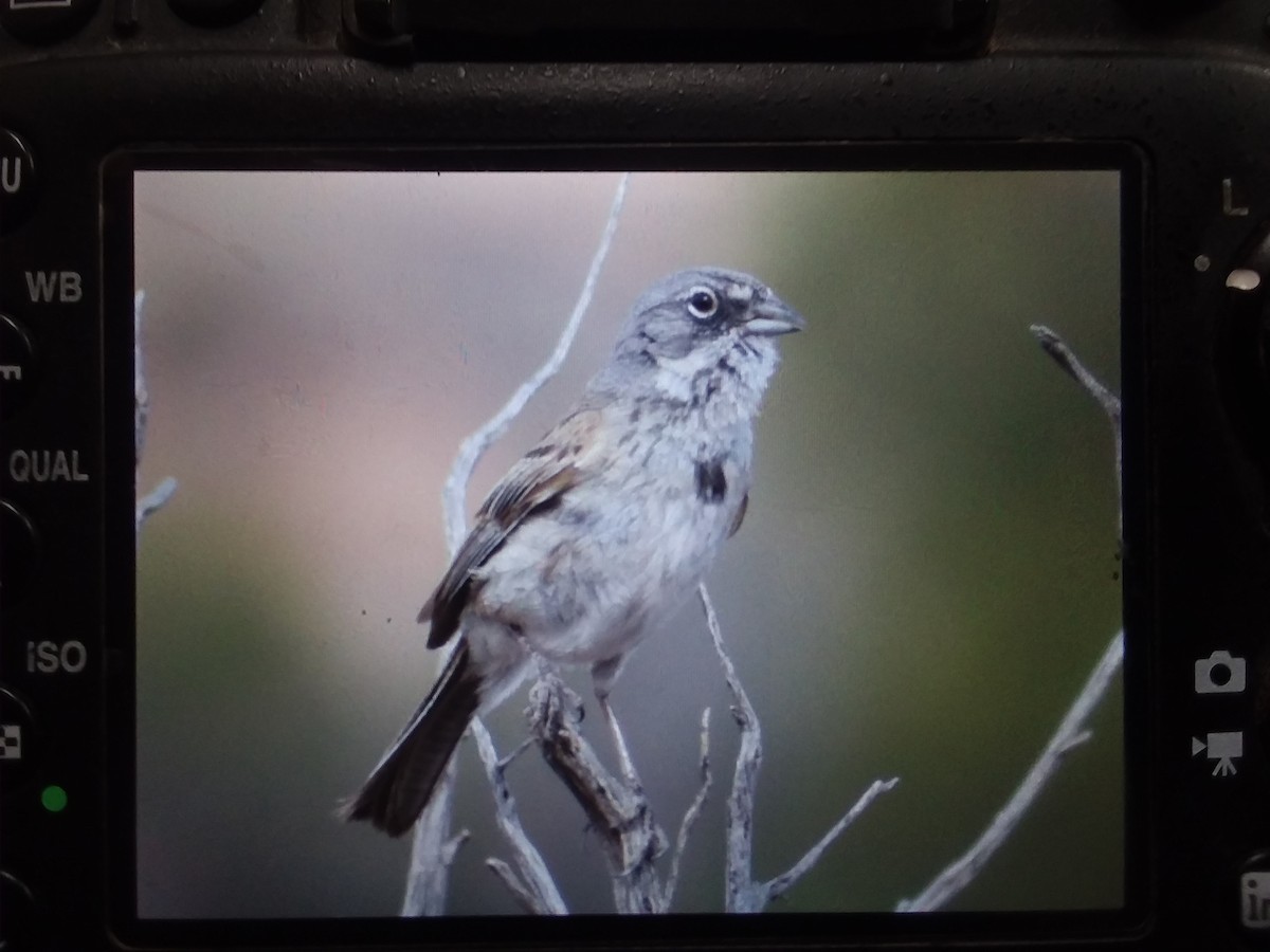 Sagebrush Sparrow - ML338718201