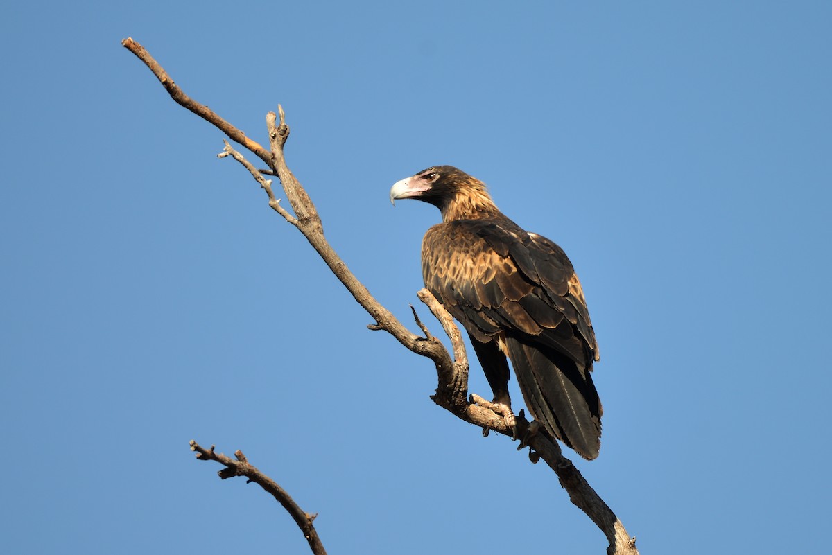 Wedge-tailed Eagle - ML338736881
