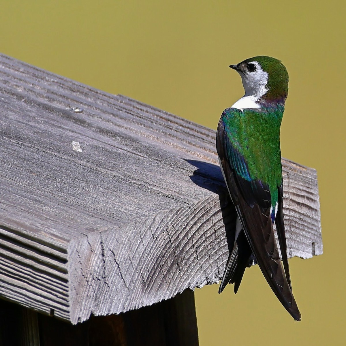 Violet-green Swallow - Keith Leland