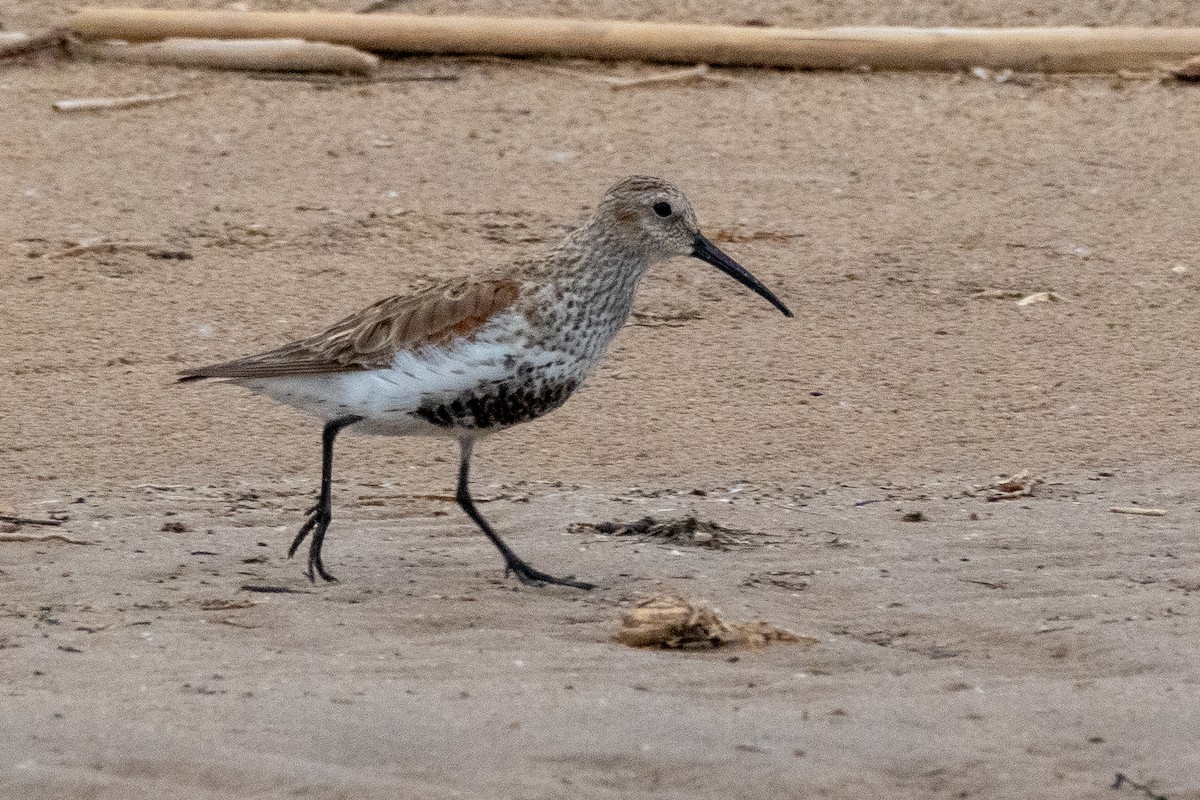 ML338740271 - Dunlin - Macaulay Library