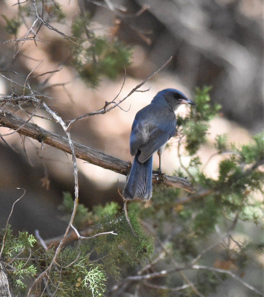 Mexican Jay - ML338743181