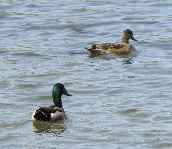 American Wigeon - Jacques Bélanger