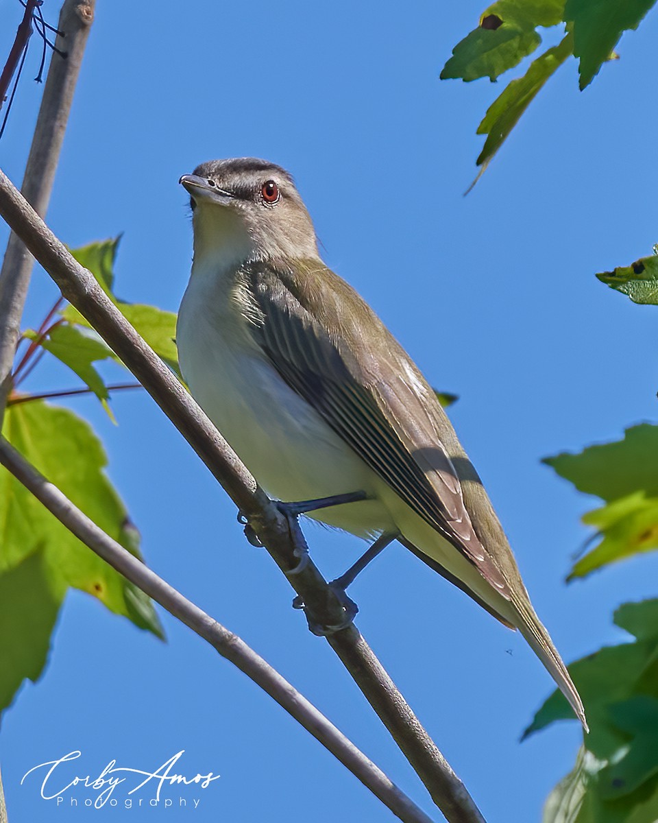 Red-eyed Vireo - Corby Amos
