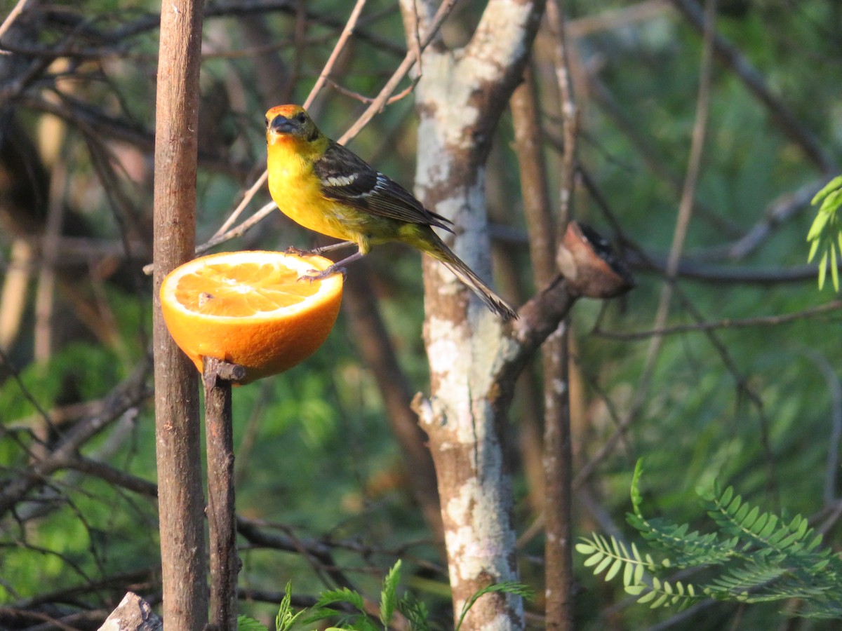 Flame-colored Tanager - ML338758001