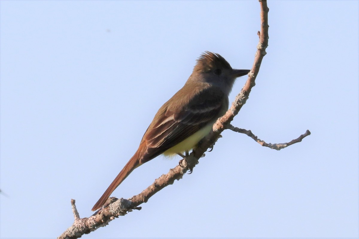 Great Crested Flycatcher - ML338758121