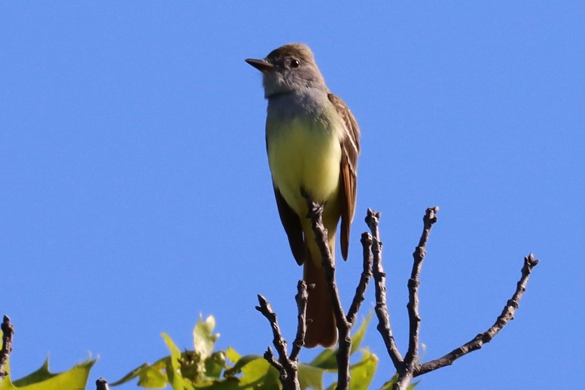 Great Crested Flycatcher - ML338758171