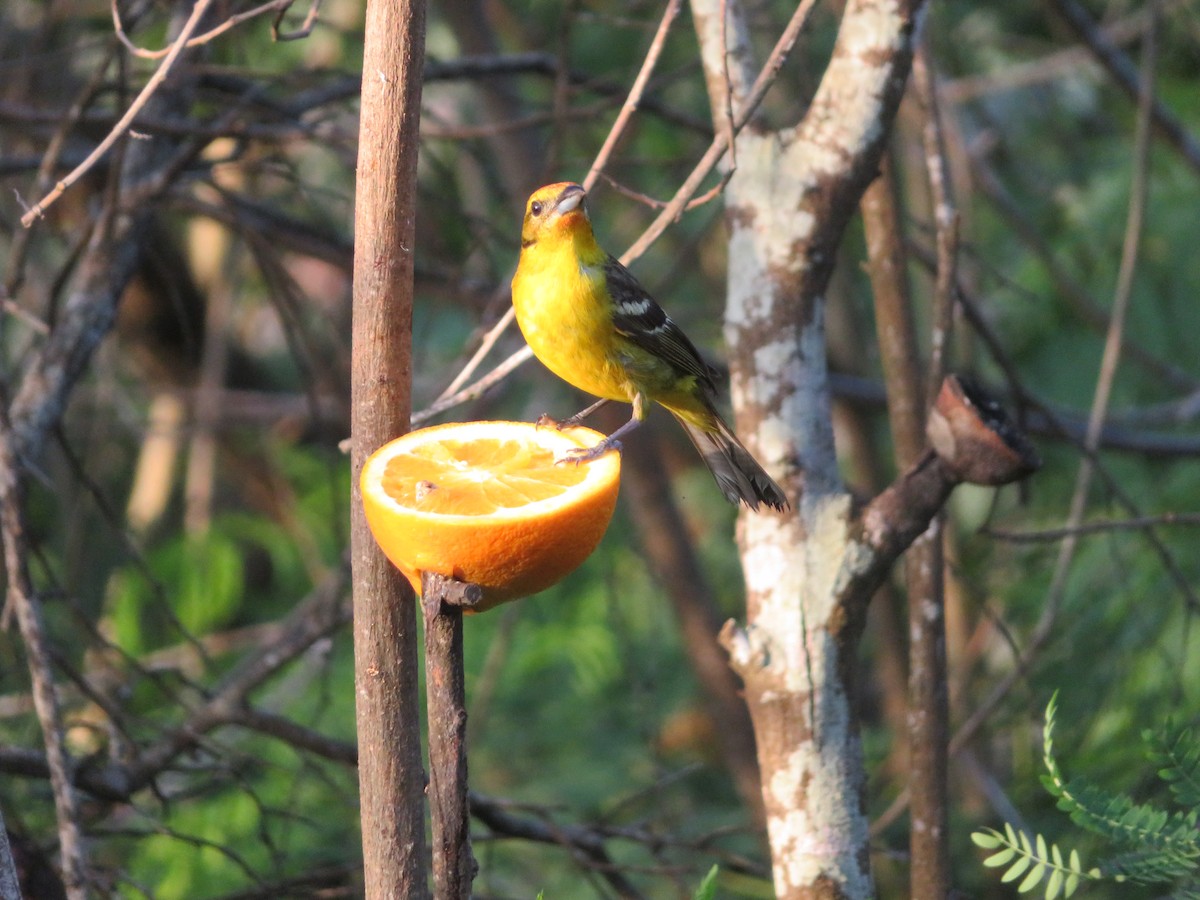 Flame-colored Tanager - ML338758241