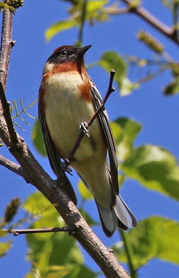 Bay-breasted Warbler - ML338766391