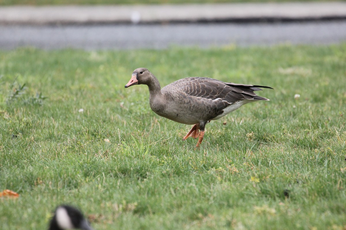 Greater White-fronted Goose - Jason Ransom