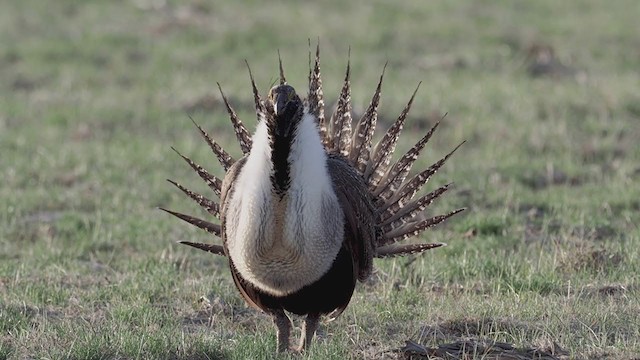 Greater Sage-Grouse - ML338772111