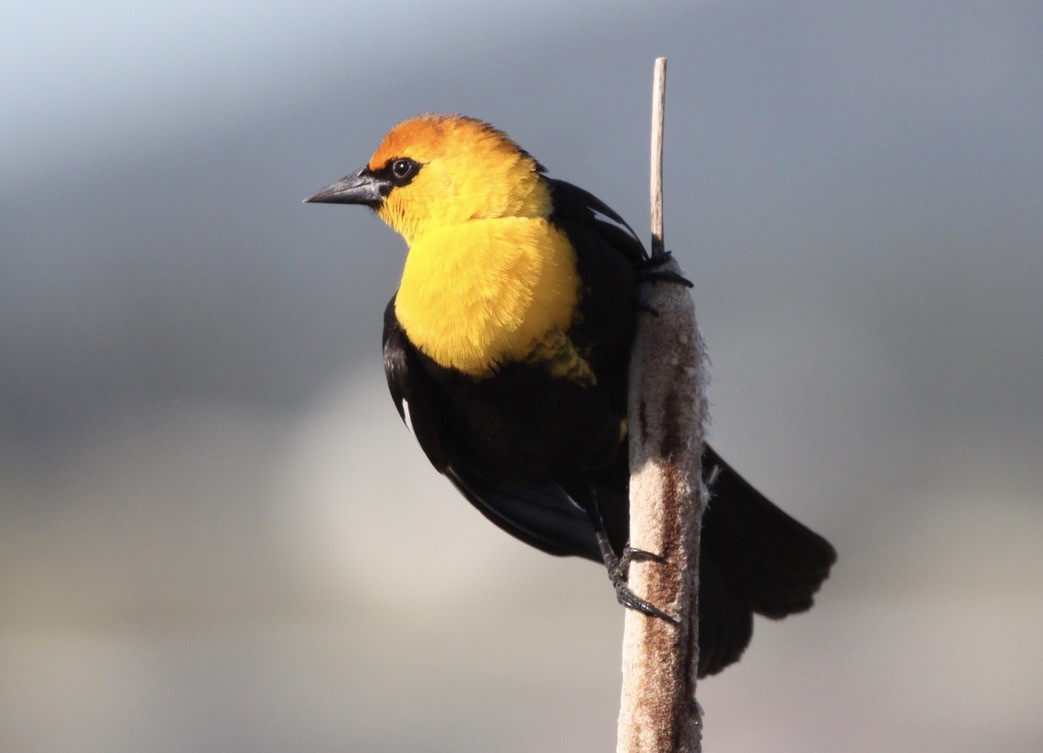 Yellow-headed Blackbird - ML338774451