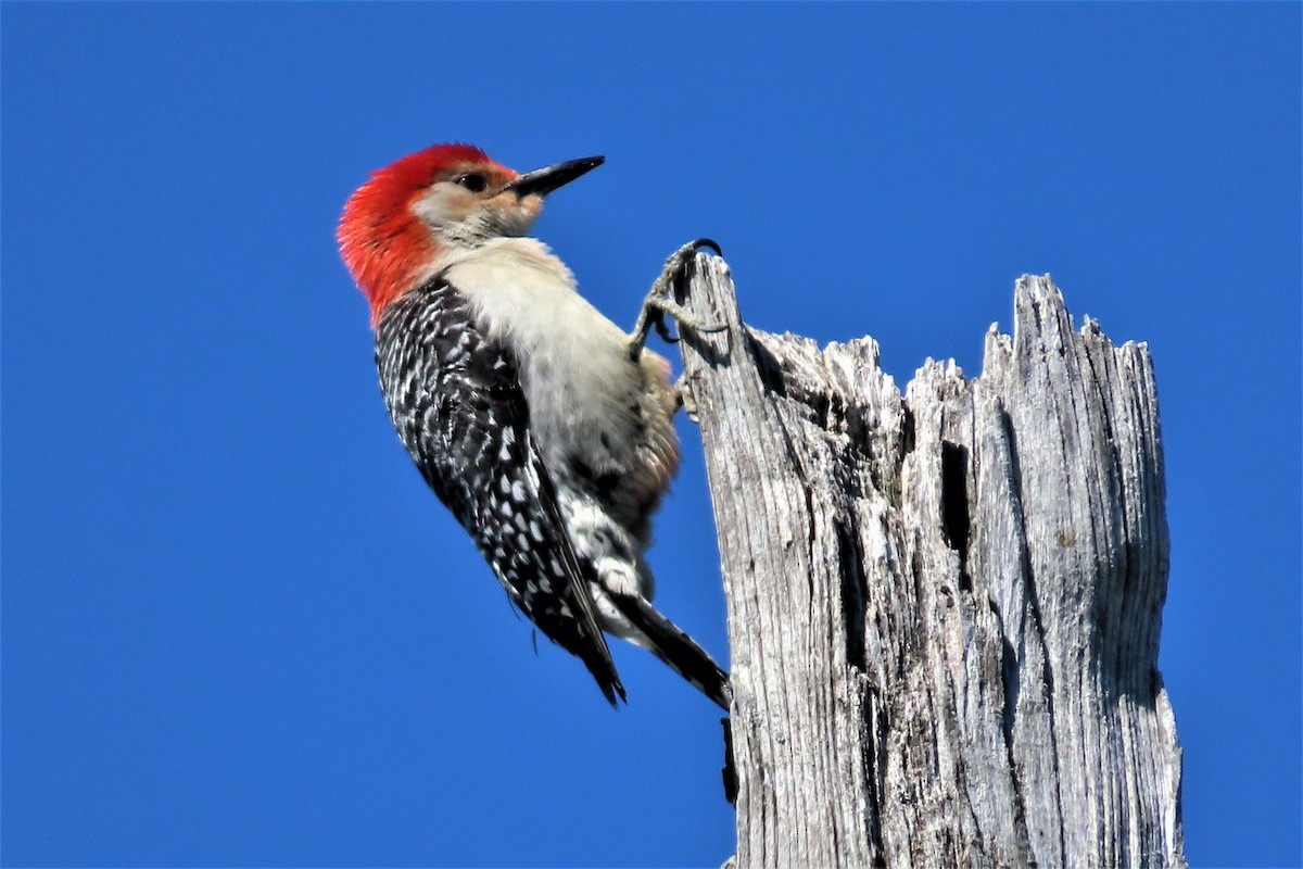 Red-bellied Woodpecker - Kathy Springer