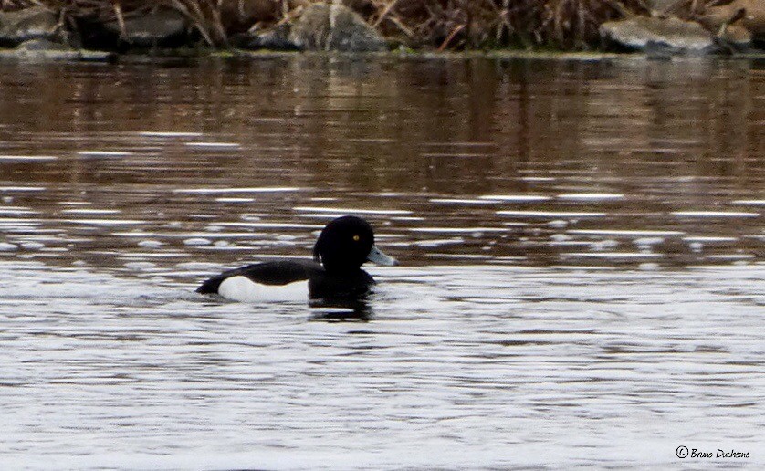 Tufted Duck - ML338783661