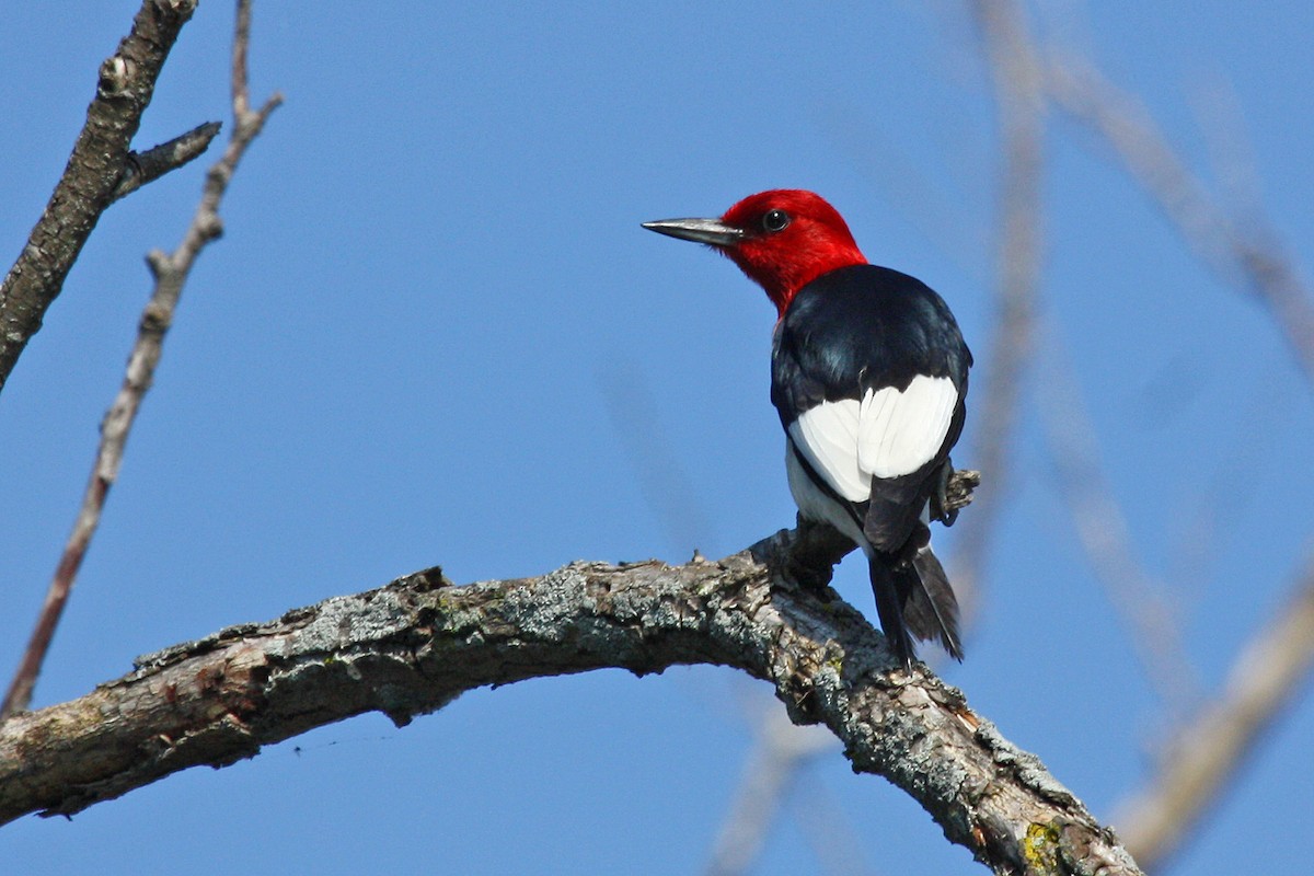 Red-headed Woodpecker - Joan Tisdale