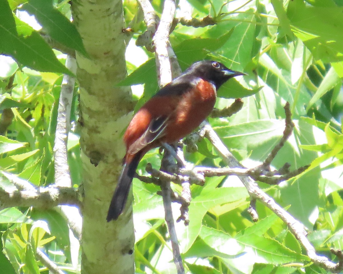 Orchard Oriole - ML338787011