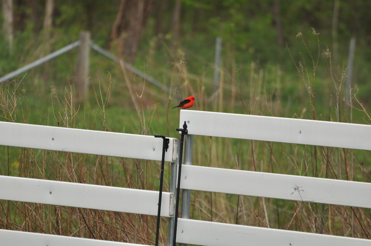 Scarlet Tanager - ML33879071