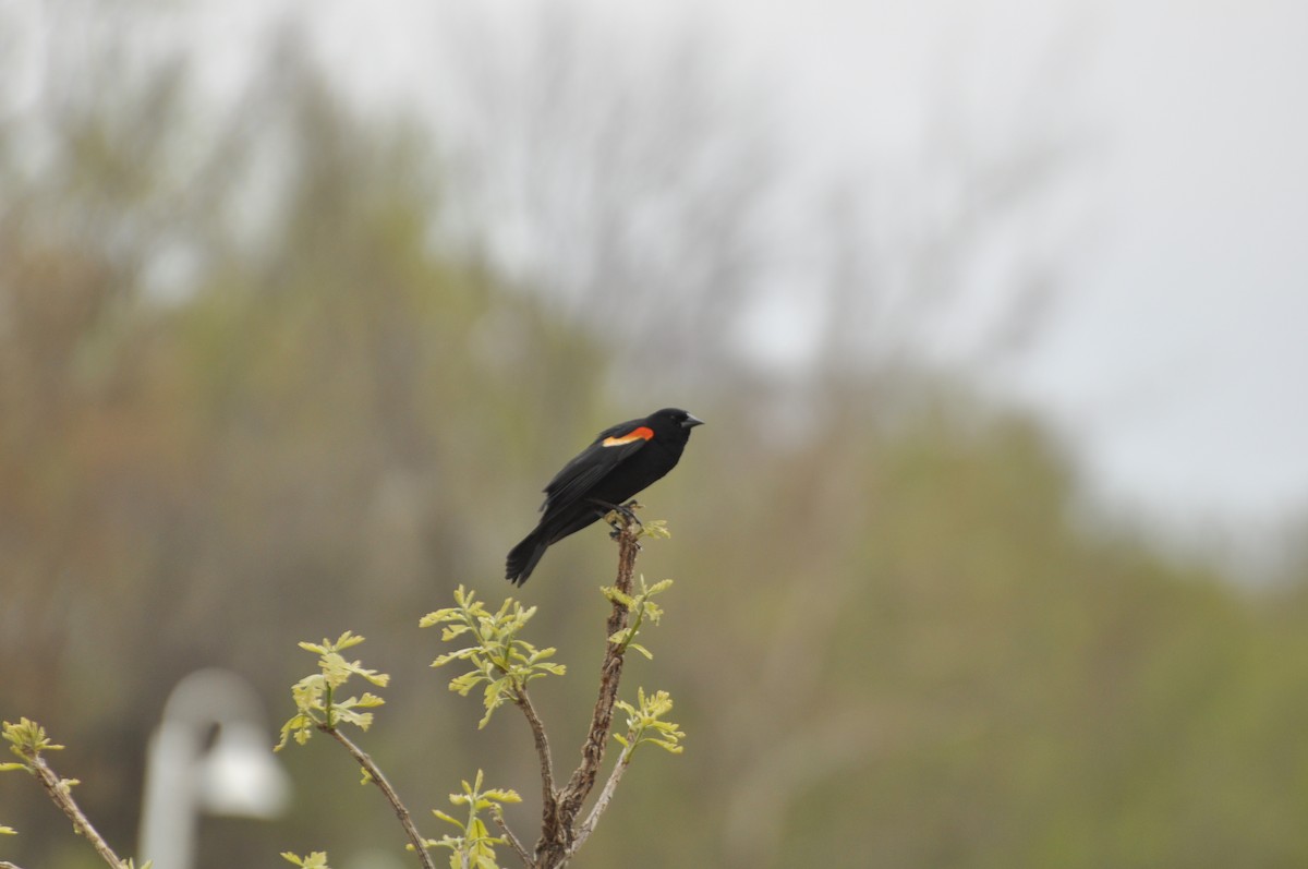 Red-winged Blackbird - ML33879101