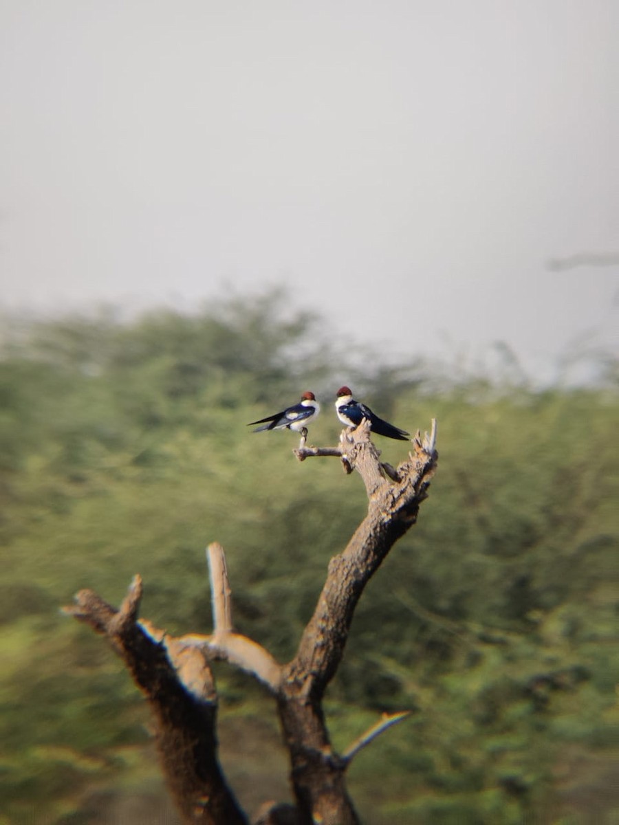 Wire-tailed Swallow - Dipendra Maharshi 🐦