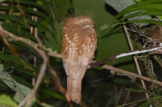  - Sumatran Frogmouth