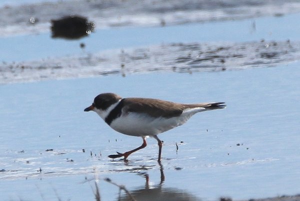 Semipalmated Plover - ML338794311