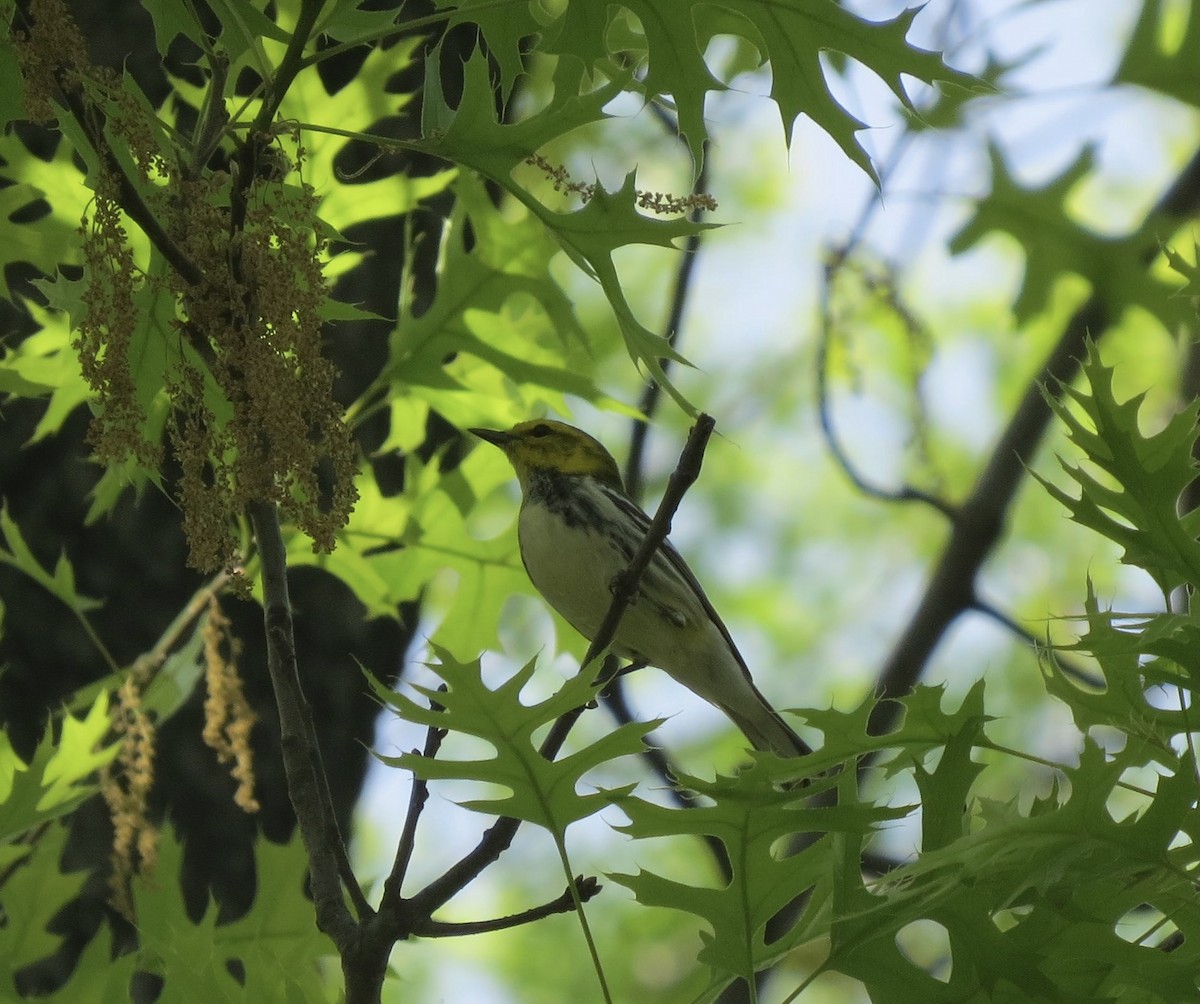 Black-throated Green Warbler - John W