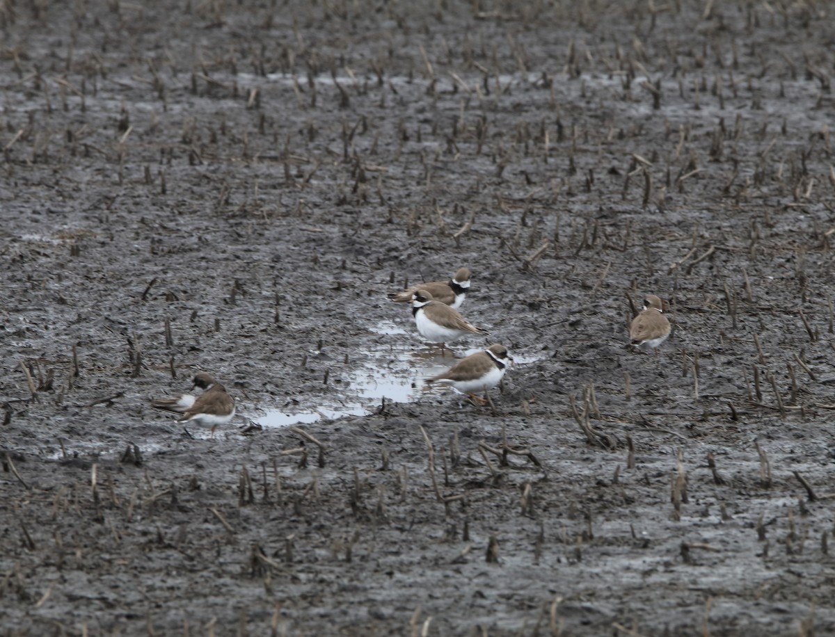 Semipalmated Plover - ML338798551