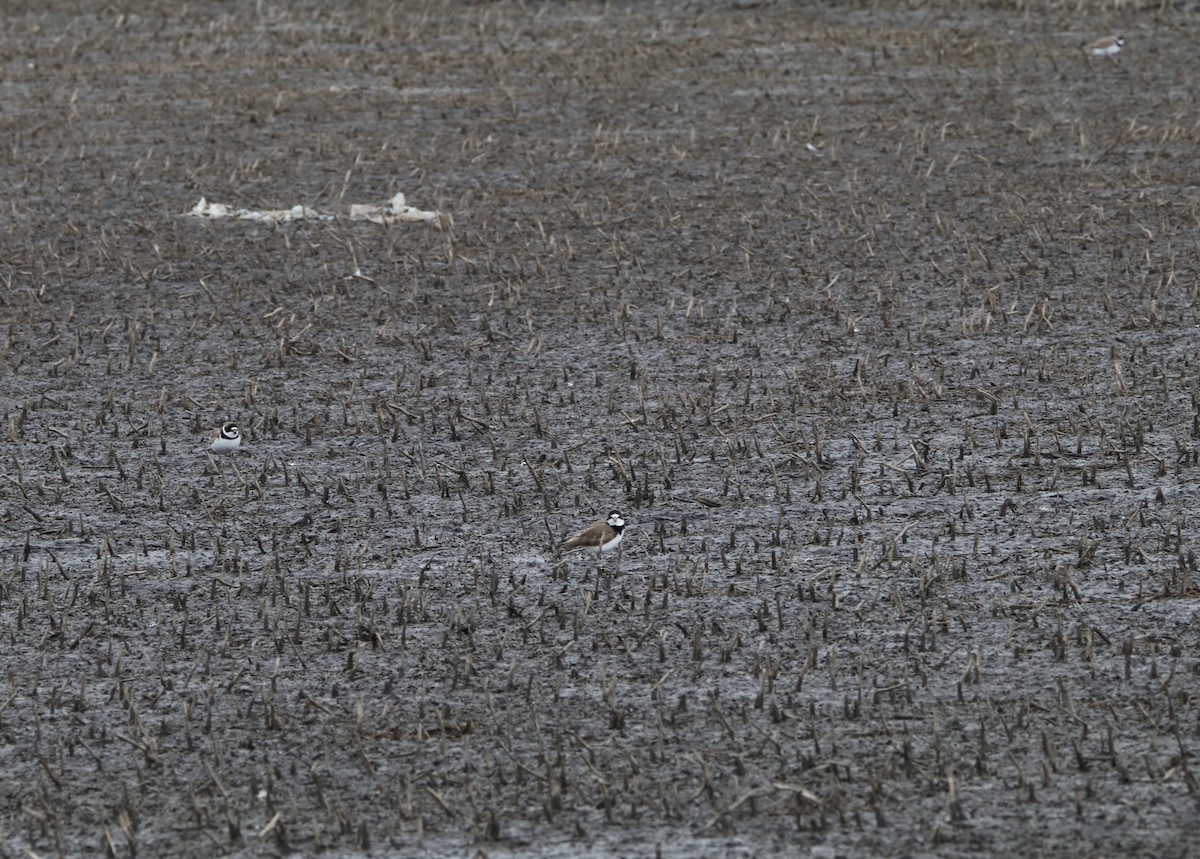 Semipalmated Plover - ML338798591