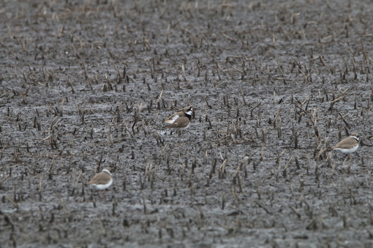 Semipalmated Plover - ML338798631