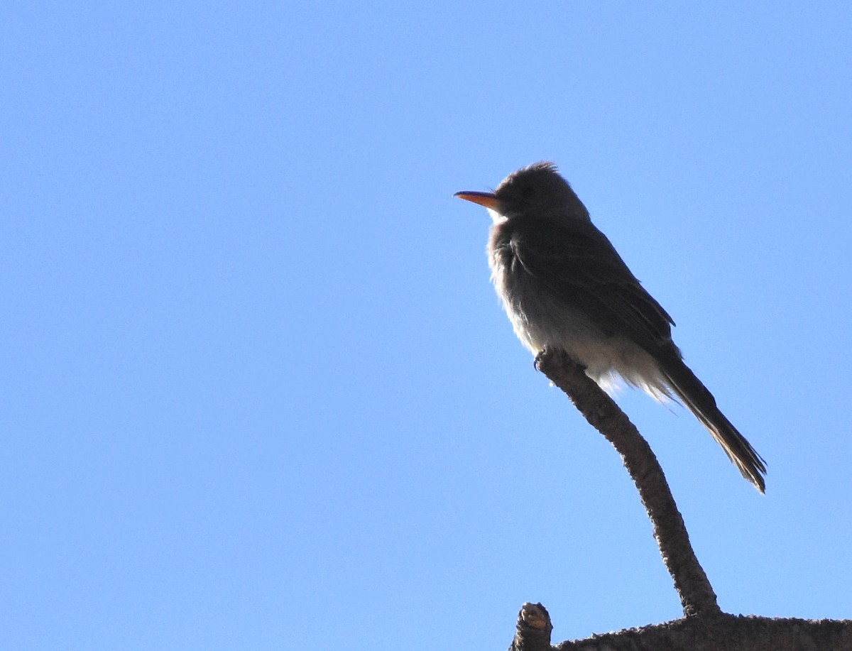 Greater Pewee - ML338799591